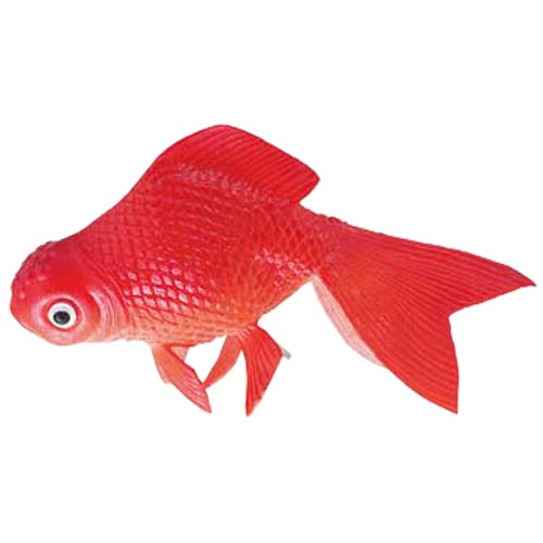 12cm金魚
