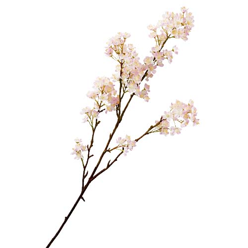 桜(150)
