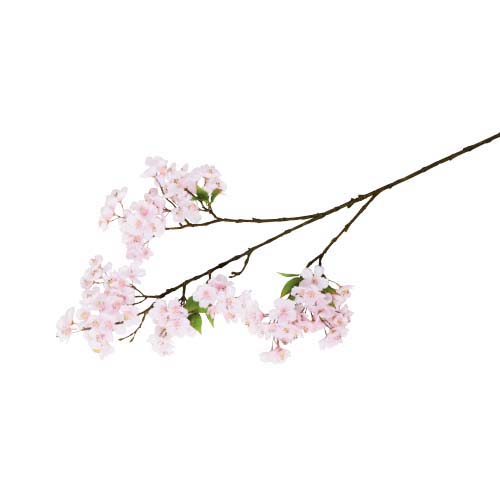 桜(120)
