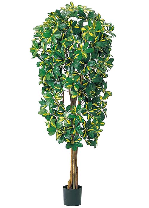 180cmカポックツリー(ナチュラルトランク)