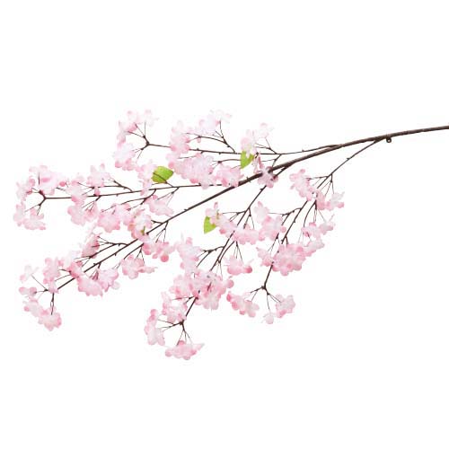 新紅桜大枝(144)
